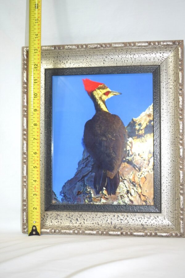 Vintage Ivory Billed Woodpecker Framed Print Picture